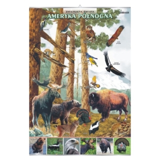 Plansza - Ameryka Północna zwierzęta w środowisku