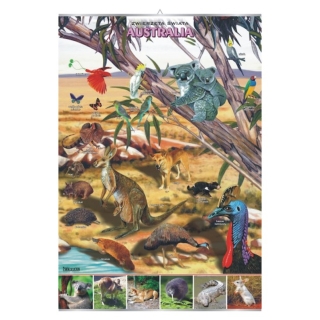 Plansza - Australia zwierzęta w środowisku