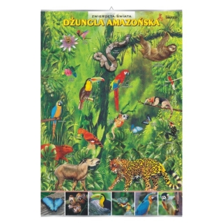 Plansza - Dżungla amazońska - zwierzęta w środowisku