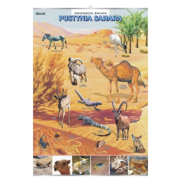 Plansza - Pustynia Sahara - zwierzęta w środowisku