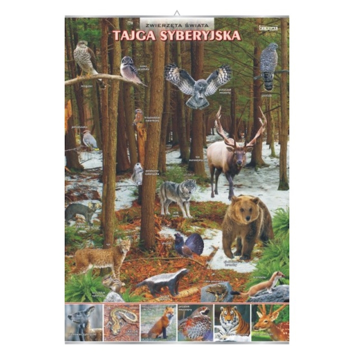 Plansza - Tajga syberyjska - zwierzęta w środowisku
