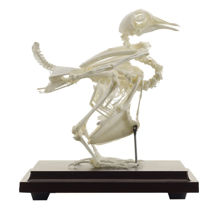 Szkielet gołębia na podstawie | Wyposażenie pracowni biologicznej