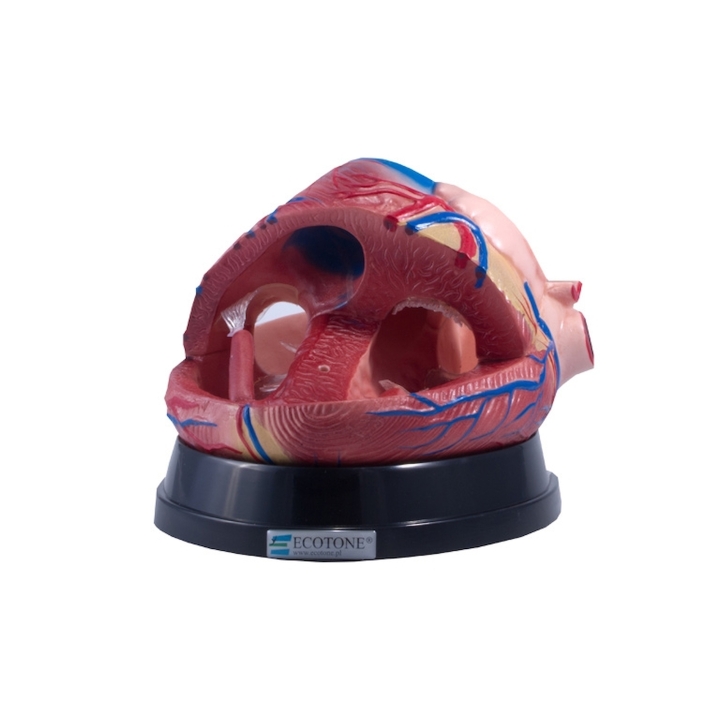 Duży model serca na podstawie| Wyposażenie pracowni biologicznej