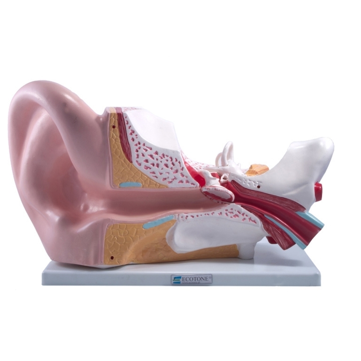 Model ludzkiego ucha 5:1| Wyposażenie pracowni biologicznej