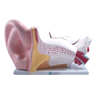 Model ludzkiego ucha 5:1| Wyposażenie pracowni biologicznej