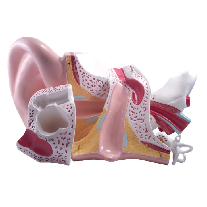 Model ludzkiego ucha 5:1| Wyposażenie pracowni biologicznej