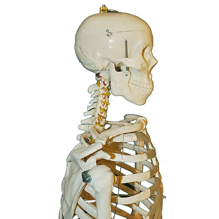 Szkielet człowieka o naturalnych rozmiarach - 170 cm| Wyposażenie pracowni biologicznej