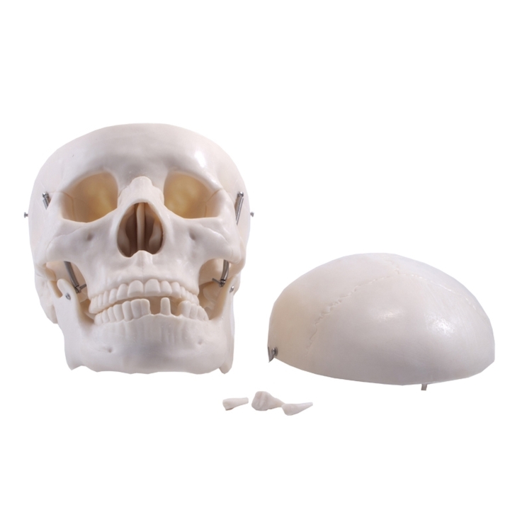 Czaszka człowieka - model| Wyposażenie pracowni biologicznej