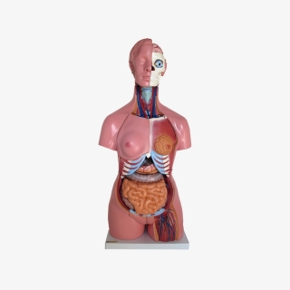 Model tułowia człowieka 85 cm| Wyposażenie pracowni biologicznej