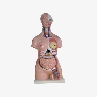 Model tułowia człowieka 85 cm| Wyposażenie pracowni biologicznej