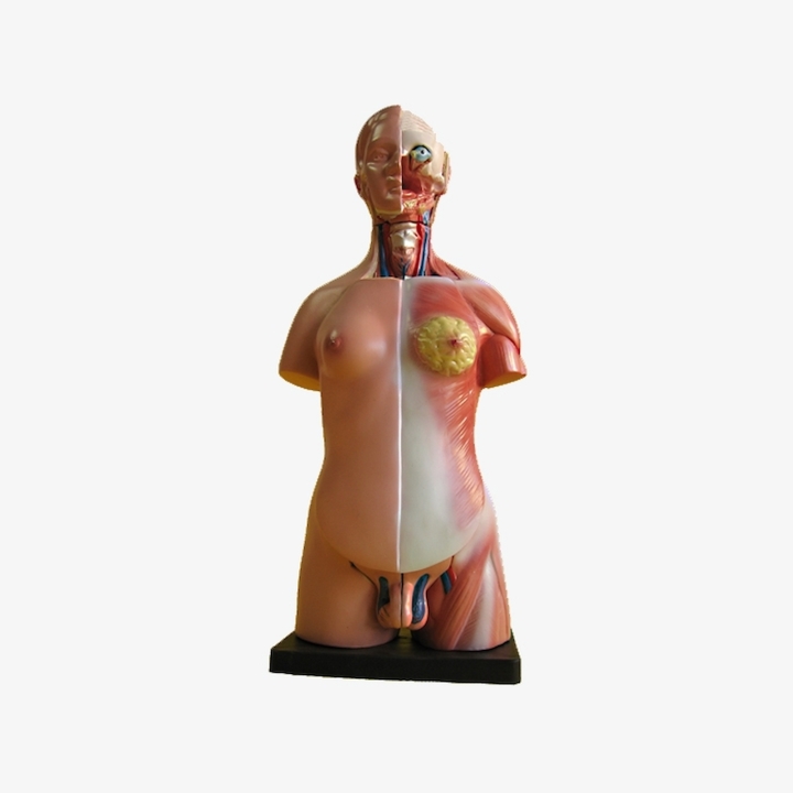 Model tułowia człowieka 45 cm| Wyposażenie pracowni biologicznej