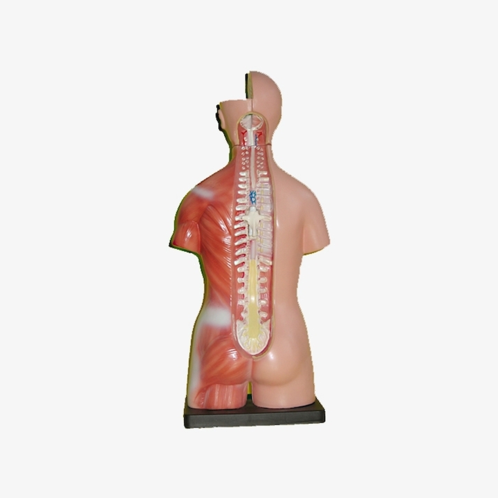 Model tułowia człowieka 45 cm| Wyposażenie pracowni biologicznej