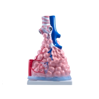 Model płuc człowieka | Wyposażenie pracowni biologicznej