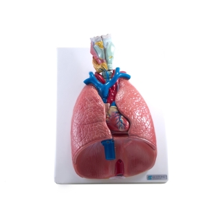 Narządy klatki piersiowej | Wyposażenie pracowni biologicznej