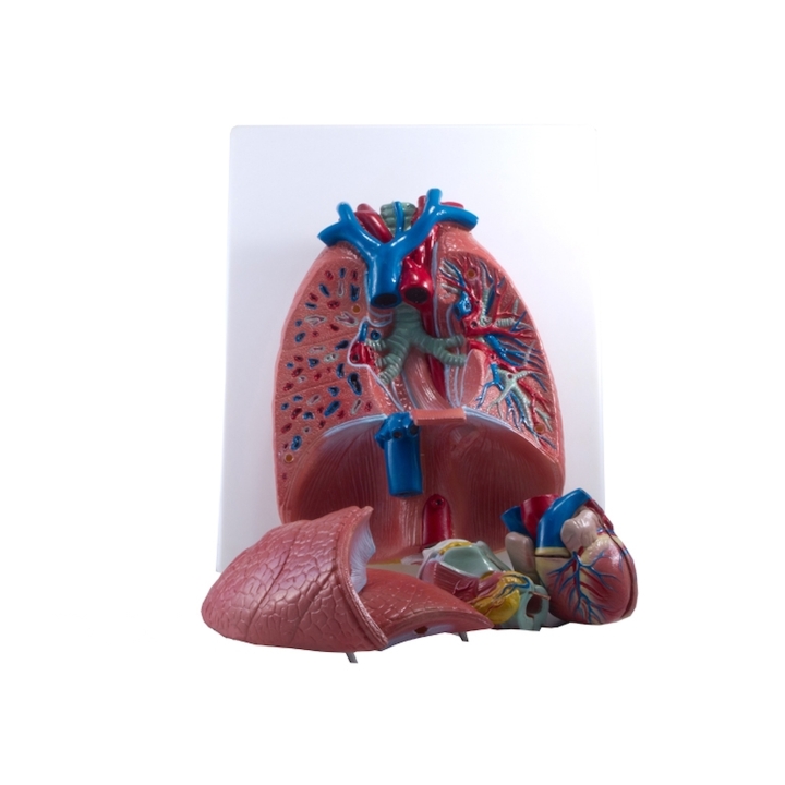 Narządy klatki piersiowej | Wyposażenie pracowni biologicznej