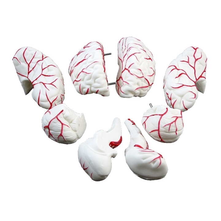 Mózg człowieka z naczyniami | Wyposażenie pracowni biologicznej