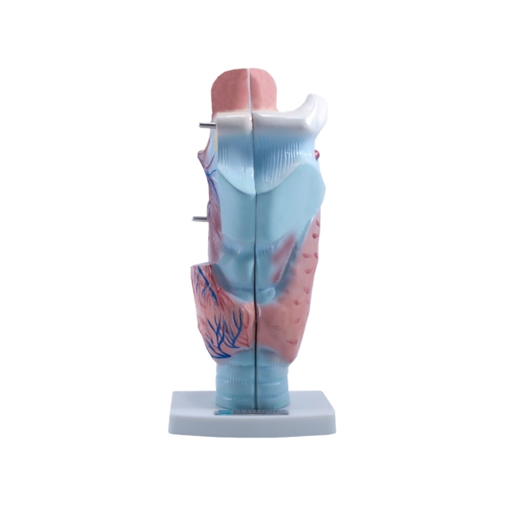 Krtań człowieka - przekrój | Wyposażenie pracowni biologicznej