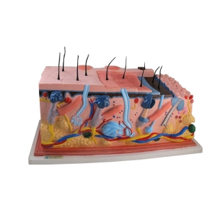 Model skóry człowieka | Wyposażenie pracowni biologicznej