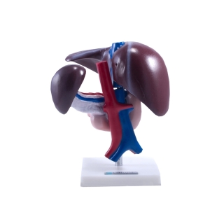 Wątroba człowieka z trzustką i dwunastnicą  | Wyposażenie pracowni biologicznej