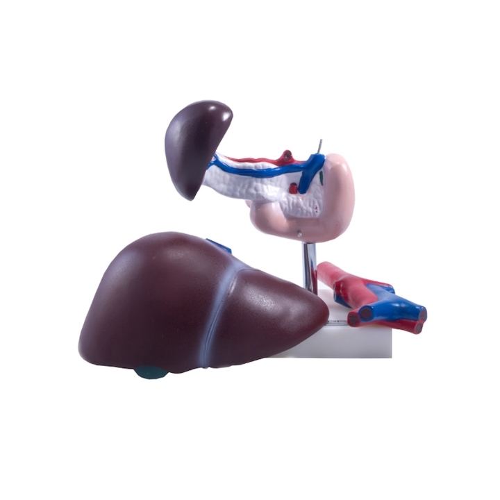 Wątroba człowieka z trzustką i dwunastnicą  | Wyposażenie pracowni biologicznej