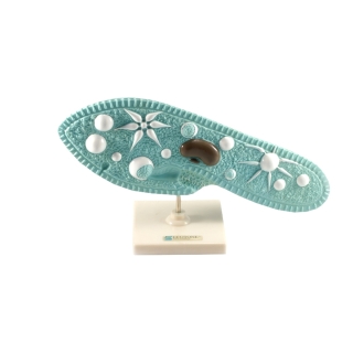 Pantofelek - model anatomiczny | Wyposażenie pracowni biologicznej