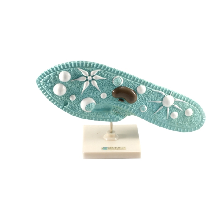 Pantofelek - model anatomiczny | Wyposażenie pracowni biologicznej