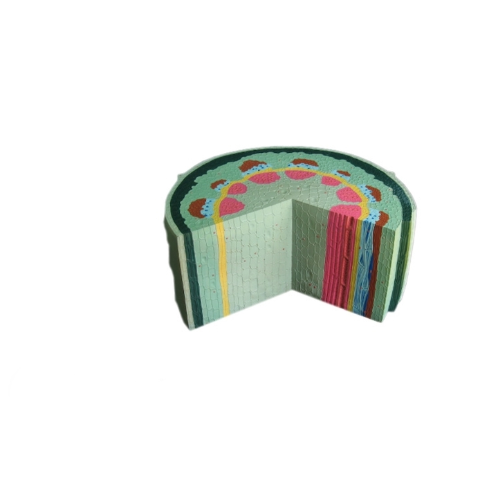 Łodyga roślin dwuliściennych - model anatomiczny | Wyposażenie pracowni biologicznej