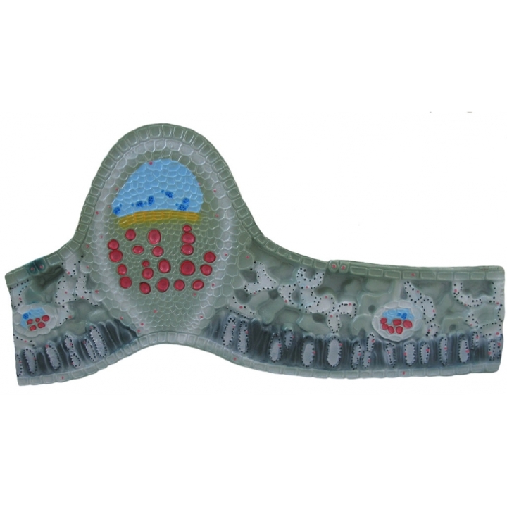 Liść - model anatomiczny | Wyposażenie pracowni biologicznej