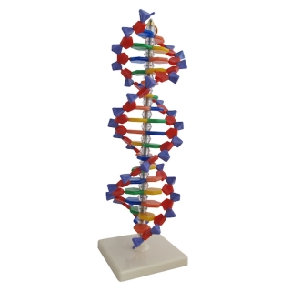 DNA - model 3D | Wyposażenie pracowni biologicznej