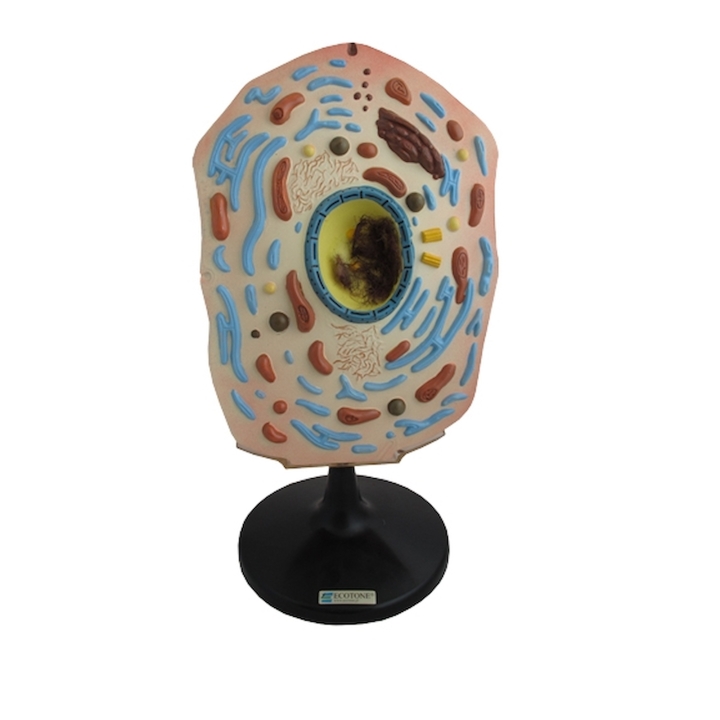 Komórka zwierzęca - model | Wyposażenie pracowni biologicznej