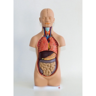 Model torsu człowieka 50 cm | Wyposażenie pracowni biologicznej