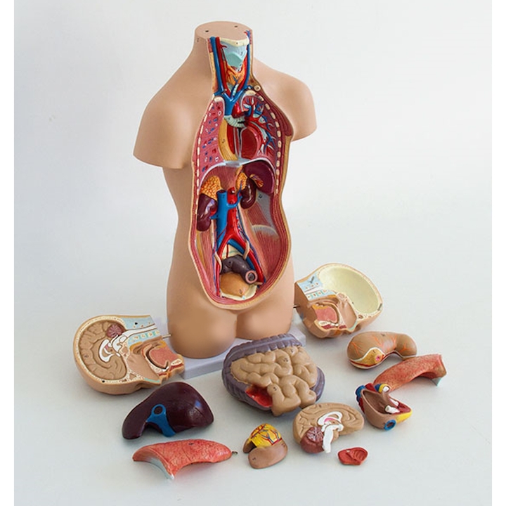 Model torsu człowieka 50 cm | Wyposażenie pracowni biologicznej